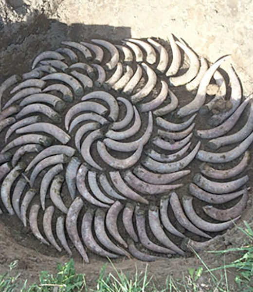 BD 500 XP - Cow Horn Manure