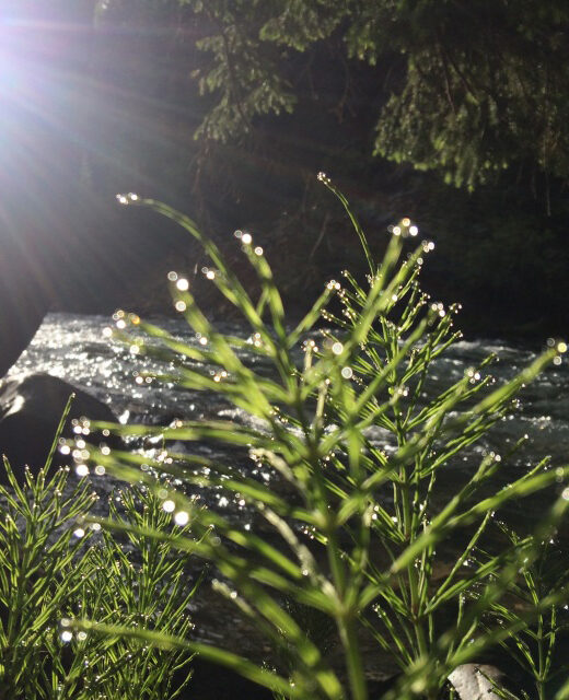 BD 508 - Horsetail Herb